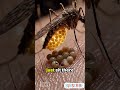The SCARIEST Parasites On Earth! 🐜🧠