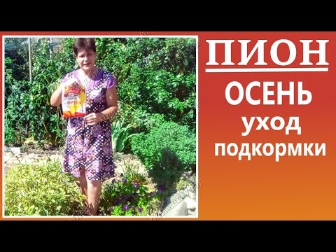 Уход за пионами осенью. Подкормки. Зимовка