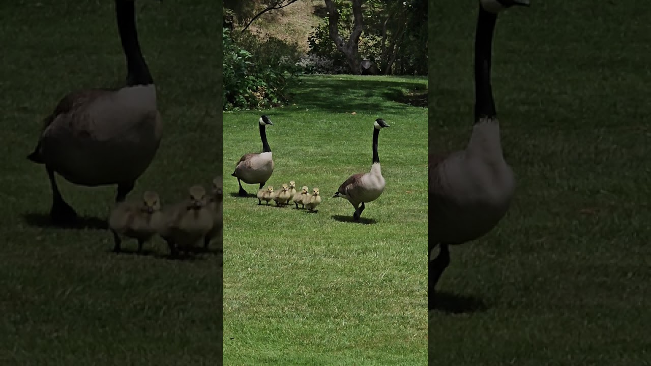 可愛すぎた😍　#Hagley park ##Christchurch #New Zealand