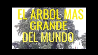 ARBOL MAS GRANDE DEL MUNDO..  en oaxaca