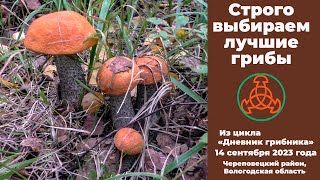 Строго выбираем лучшие грибы. 