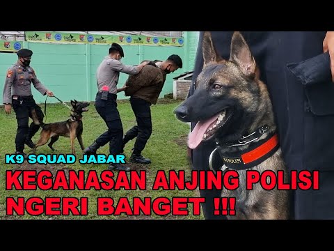 Video: Di mana anjing polisi dilatih?