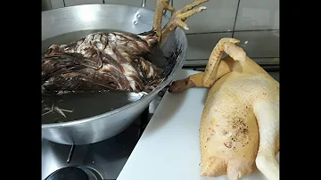 O que é bom para galinha parar de comer pena?