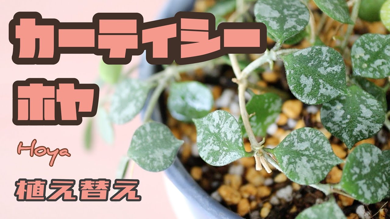 ホヤ カーティシーの植え替え Hoya 観葉植物 Youtube