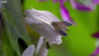 Kung Fu Mantis Vs Jumping Spider   Life Story