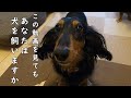 【犬を飼う前に見て】この動画を見てもあなたは犬を飼いたいですか？