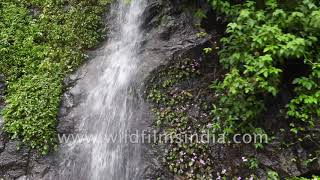 Friendly waterfall in the Nilgiris of Kerala, around Munnar, with purple flowers and Morning Glory