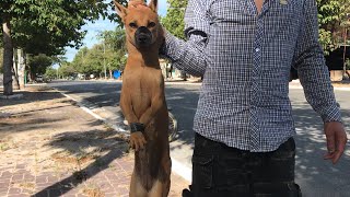 Rescue the dog tied on the motorbike from the evil man who was on his way to the slaughterhouse