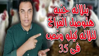 ب ٣ جنيه هتوصل الوزن لتلات كيلو و نص فى عمر ٣٥ يوم // عشاق الدواجن