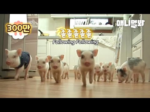 Genius Pig Plays With 14 Younger Piglets In This Way