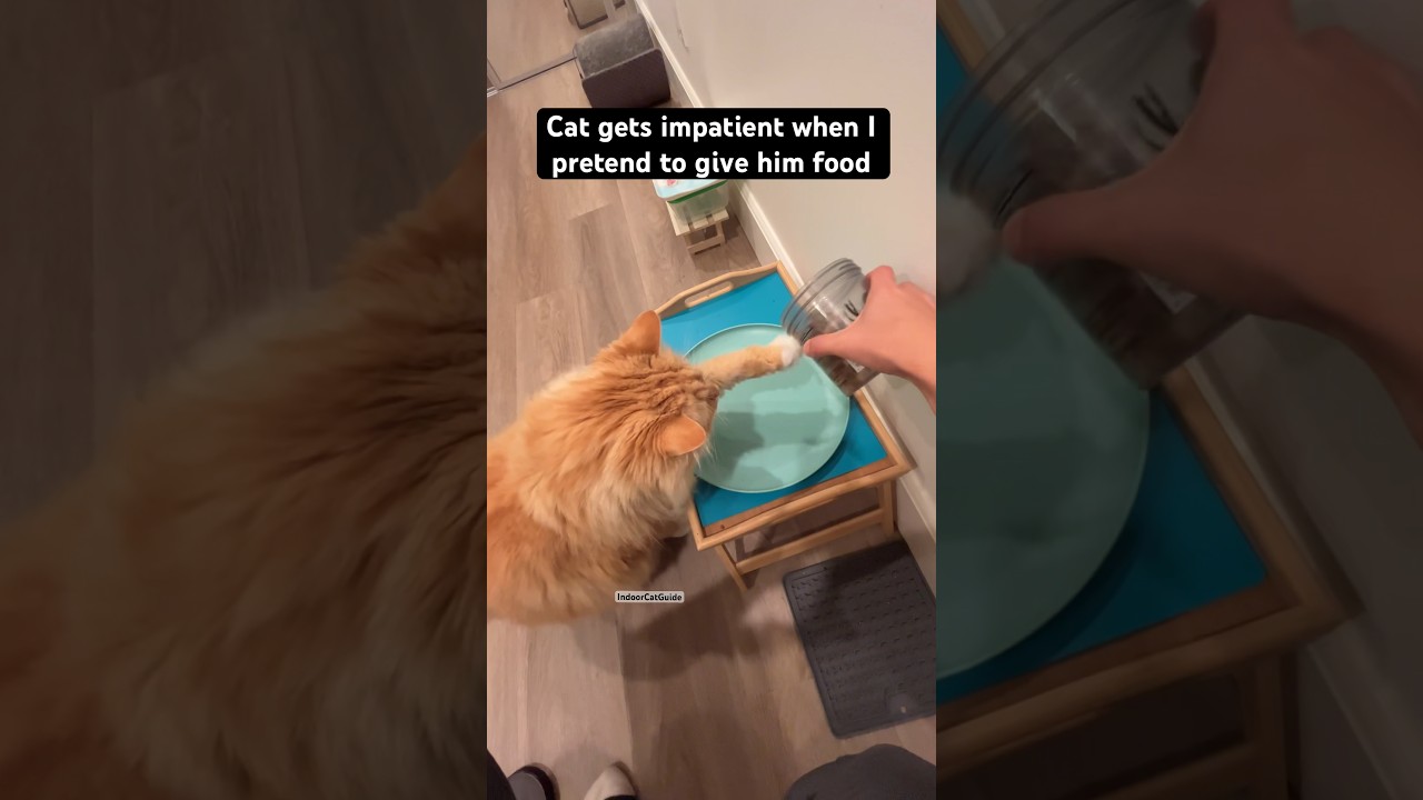 Cat gets impatient when I don’t give food 