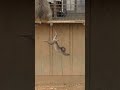 猿の赤ちゃん、落ちる？🐵 Will the baby monkey fall?