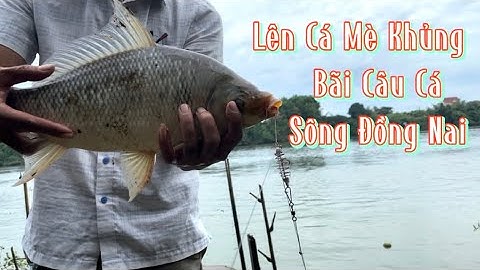 Bãi Câu Cá Sông Đồng Nai, Lên Cá Mè Khủng Luôn