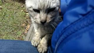 目が合うと向かってくる野良猫に見つかった。