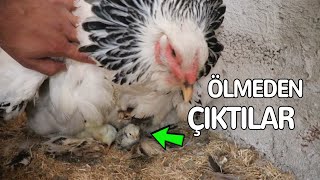 Ölmeden Çıkabildiler Şükür Ko Shamo Civcivleri