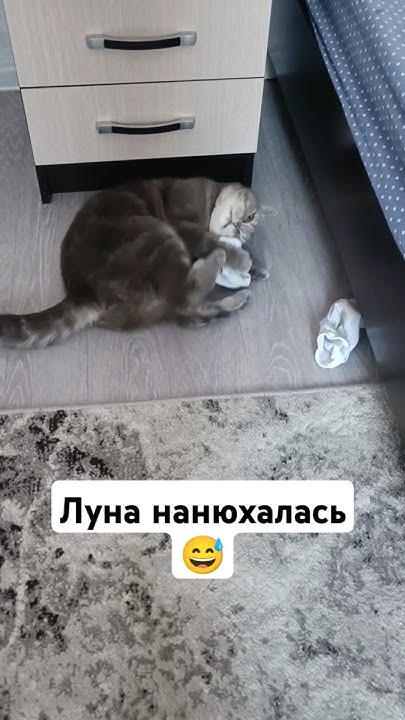 Луняшка ахах, ты что творишь. #котики #смешныевидео #смешныекоты - YouTube