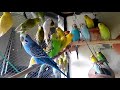 Budgies Parrots colony makes better benefit than cages