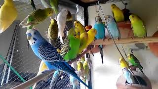 Budgies Parrots colony makes better benefit than cages