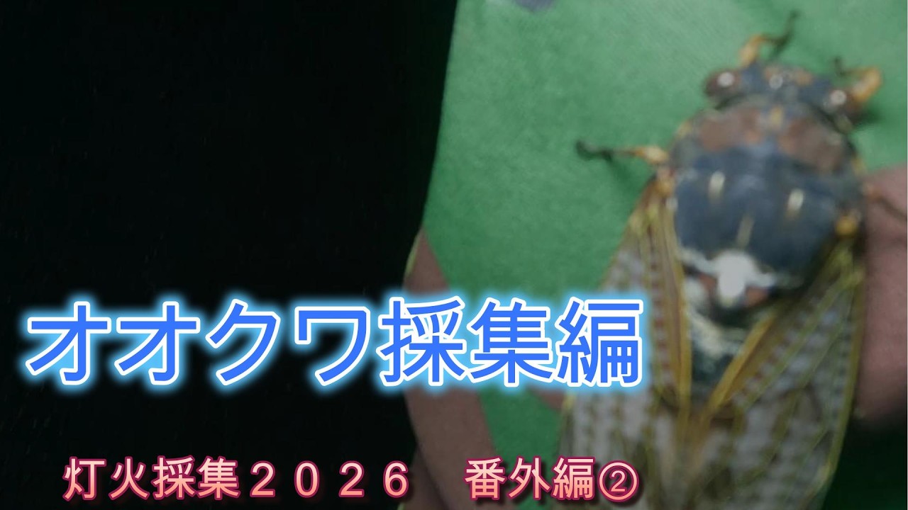 オオクワ灯火採集2026【＃18】番外編② - YouTube