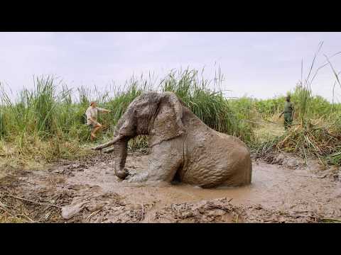 After an elephant became trapped shoulder-deep in a sinkhole, these brave rangers came to its aid