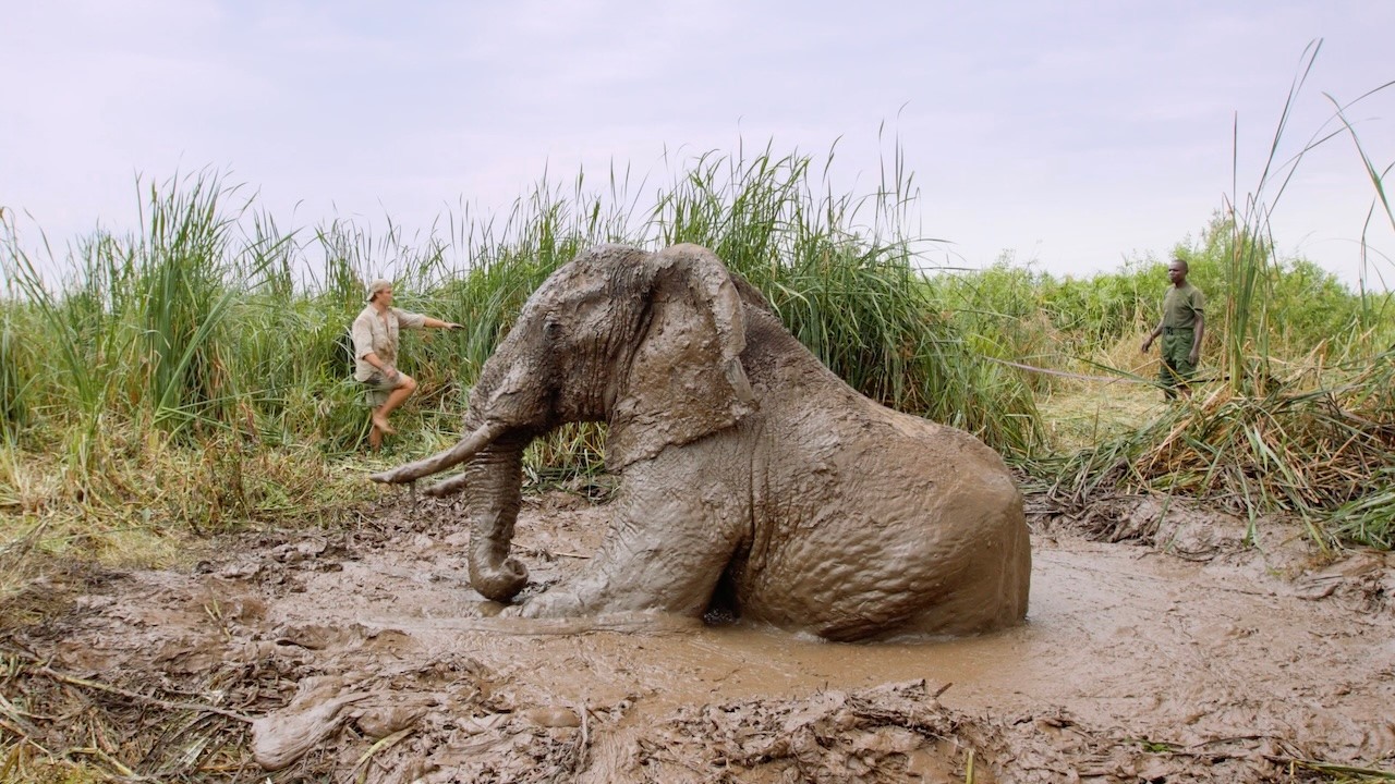 How We Pulled a Bull Elephant from a Treacherous Sinkhole | Sheldrick Wildlife Trust