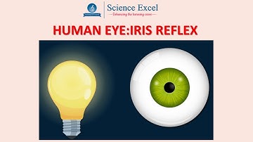 Human Eye : Iris Reflex | Science Excel