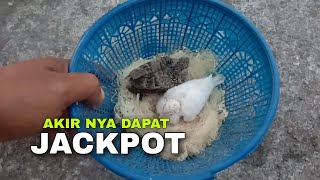 BUAH KESABARAN AKIRNYA DAPAT JACKPOT || Ternak perkutut