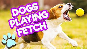 Dogs Playing Fetch | Funny Dog Compilation | #thatpetlife