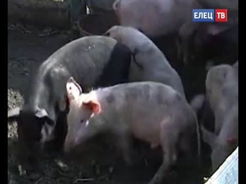 чума у свиней фото смотреть