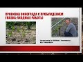 Прививка винограда с пробуждением глазка: уходные работы. Хисамутдинов АФ, Красохина СИ