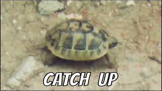 The incredible happened, the turtle ran.🐢 by Unusual stories of a black cat 70 views 2 weeks ago 46 seconds