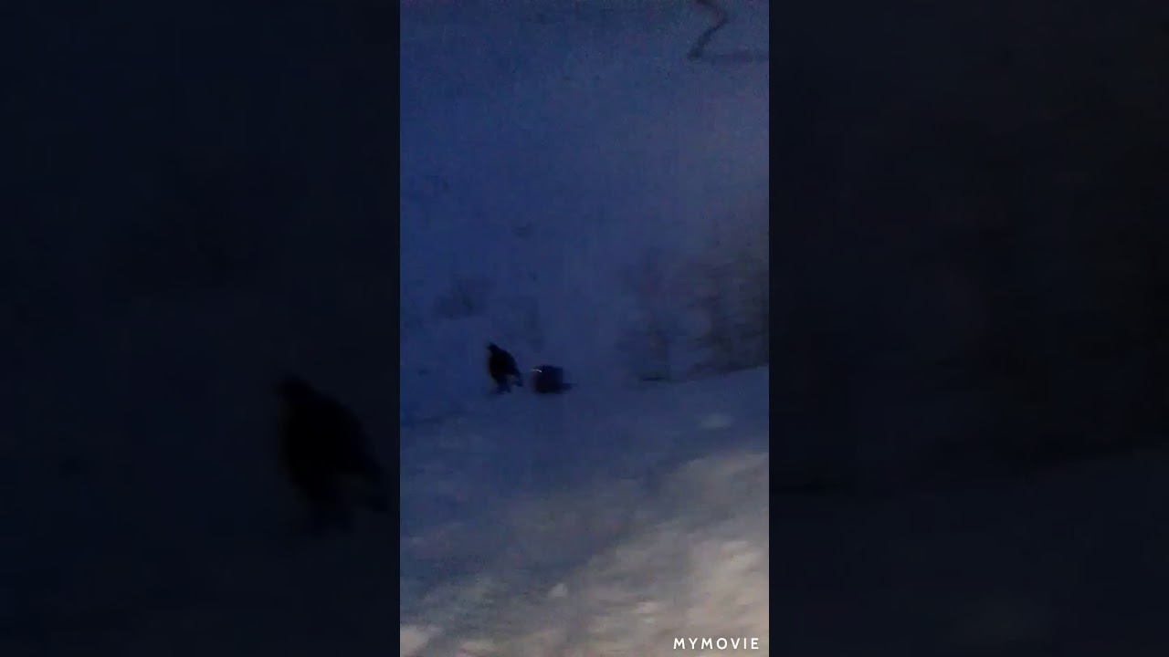 осаго надо осаго надо