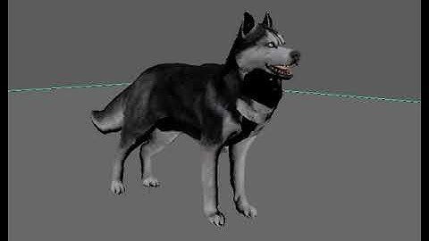Maya 3D Dog Simple animation