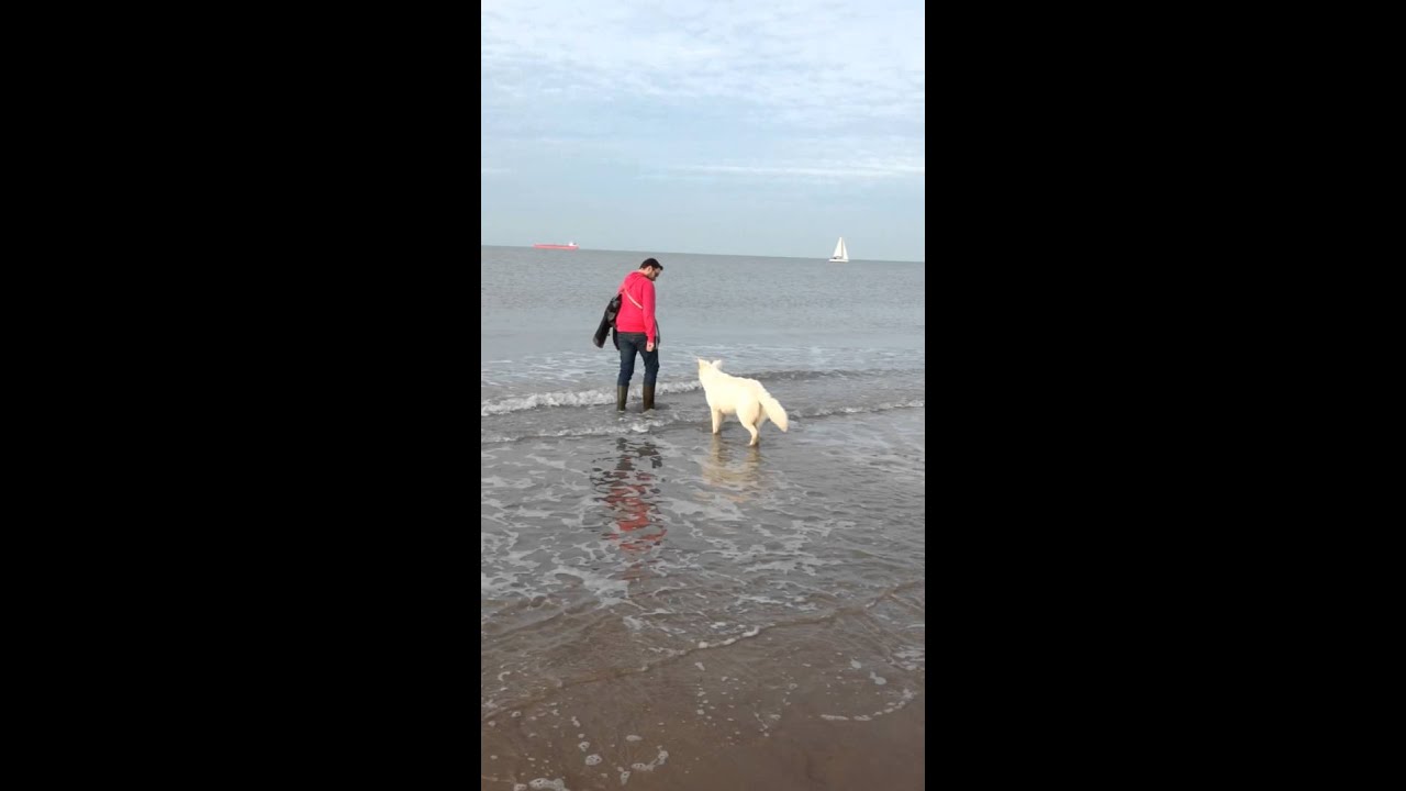oceans Flow in the ocean - Swiss Shepherd pup