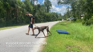 Rugger 10mo Doberman || Before & After Video || Off Leash K9 Training Sarasota || Board & Train by OLK9 Training Sarasota 77 views 8 months ago 6 minutes, 55 seconds