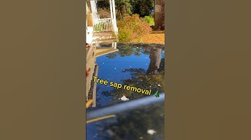 Tree sap removal 🌲