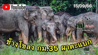 อลังการช้างโขลงกม.35 ไปเขาใหญ่ไม่ได้เจอช้างง่ายๆนะคะ #ช้างป่าเขาใหญ่  #อุทยานแห่งชาติเขาใหญ่