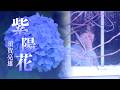 須賀亮雄(すがりょお) / 紫陽花