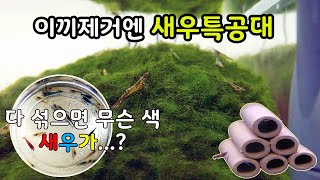 악성 이끼 잡는 오토매장 3개 돌리는 30대 사장님과 관상용 새우의 아파트 입주  [오브리더]