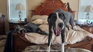 Funny Great Danes Have Different Ways Of Starting The Day