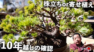 Gamble] Digging up a Japanese white pine that hasn't been