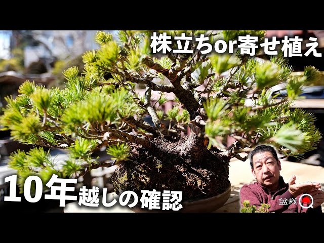 Gamble] Digging up a Japanese white pine that hasn't been