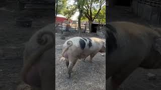 Massive gentle giant Hampshire hog