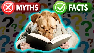 Unraveling Dog Misconceptions 15 Things Every Owner Should Know | Dog Myths