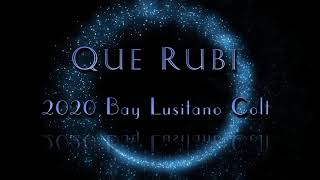 Querubi - 2020 Lusitano Apsl Colt By Rubi Ar Olympic Stallion