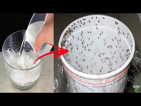 Vídeo: Como Se Livrar De Mosquitos E Mosquitos No País