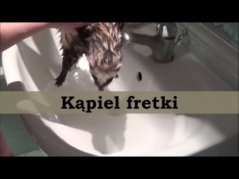 Wideo: Jak Kąpać Fretkę