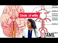 circle of willis anatomy made easy essentials of medical sciences  in tamil