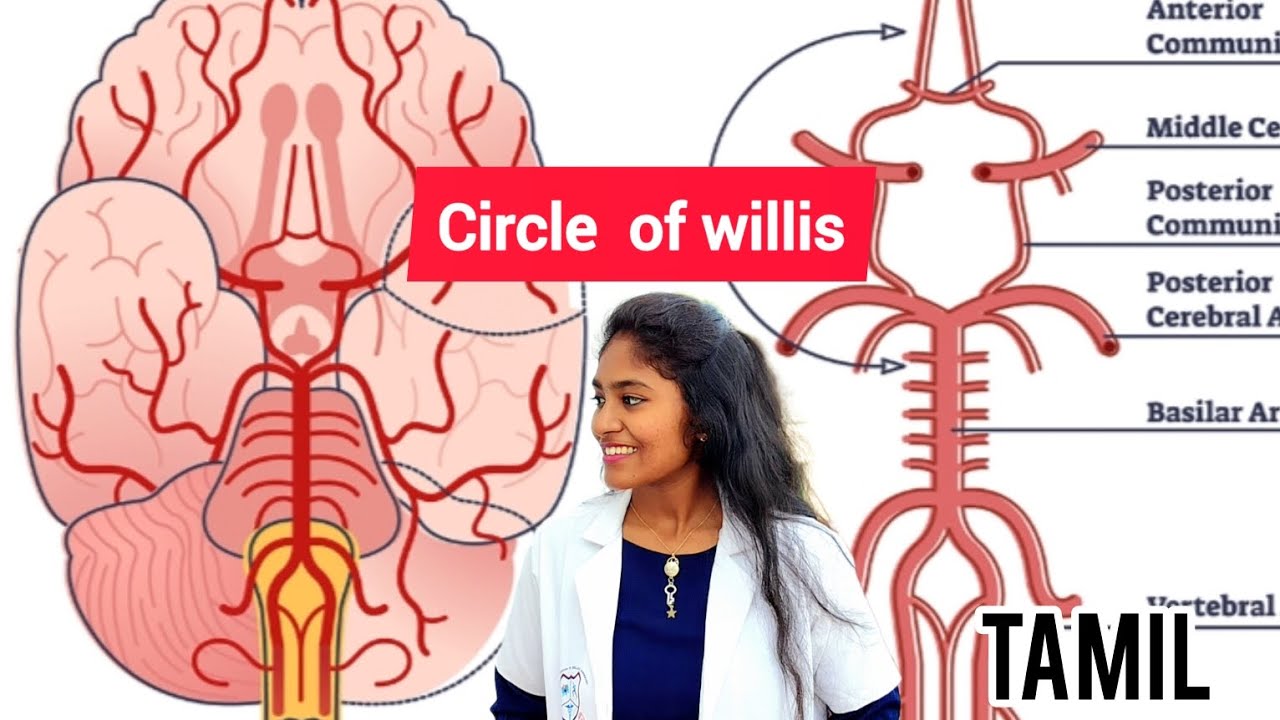 circle of willis anatomy made easy essentials of medical sciences  in tamil