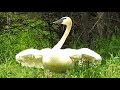 Cygne trompette cri  trumpeter swan honking call